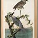 Poster about the violet night heron, based on an old engraving from 1827.
