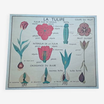 Old botanical poster “rossignol” the poppy - the wallflower