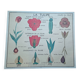 Old botanical poster “rossignol” the poppy - the wallflower