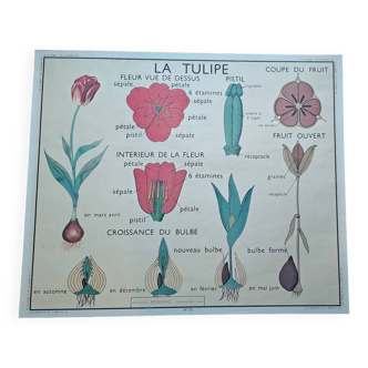 Ancienne affiche botanique « rossignol » le coquelicot - la giroflée