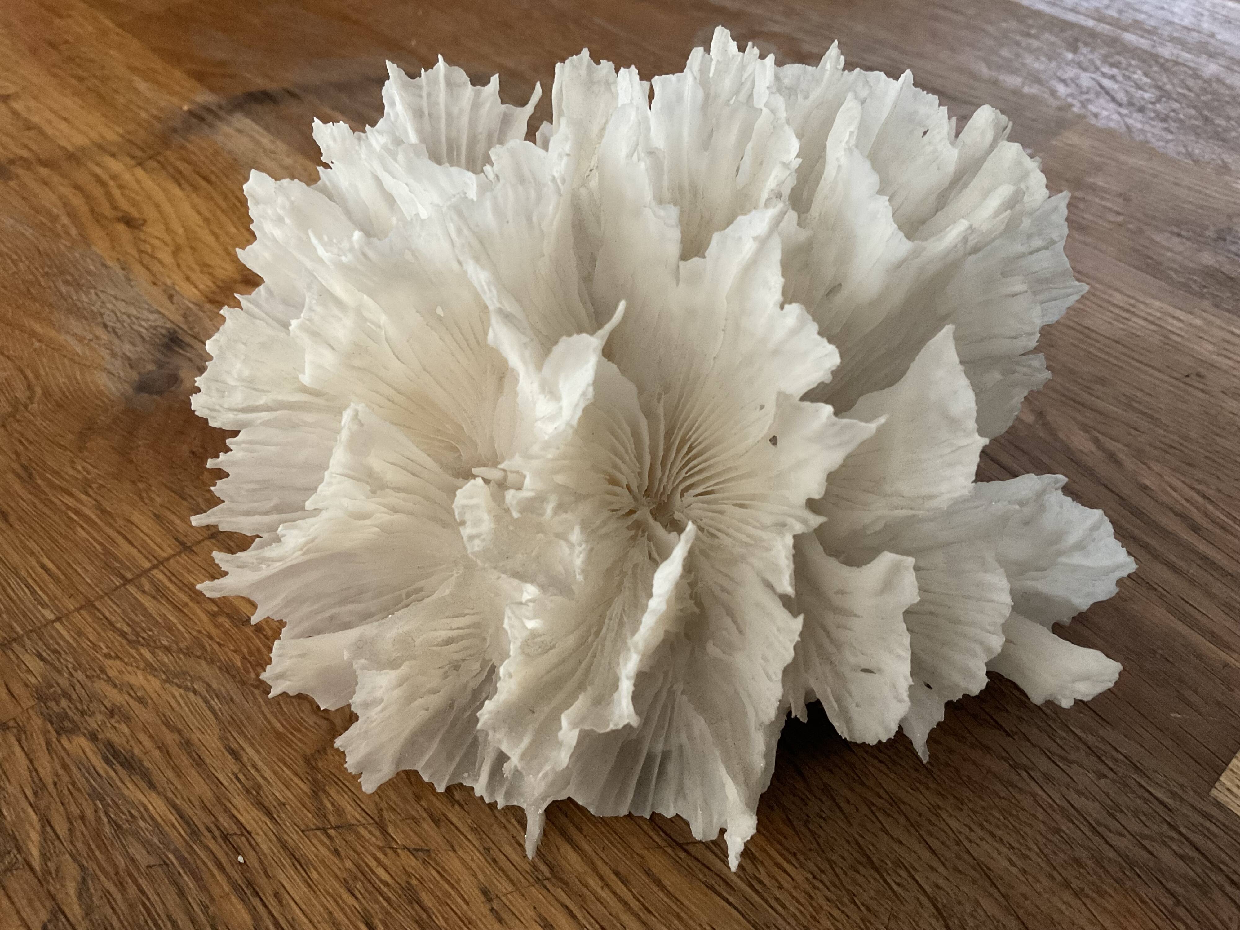 Corail dentelle blanc