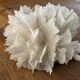 Corail dentelle blanc