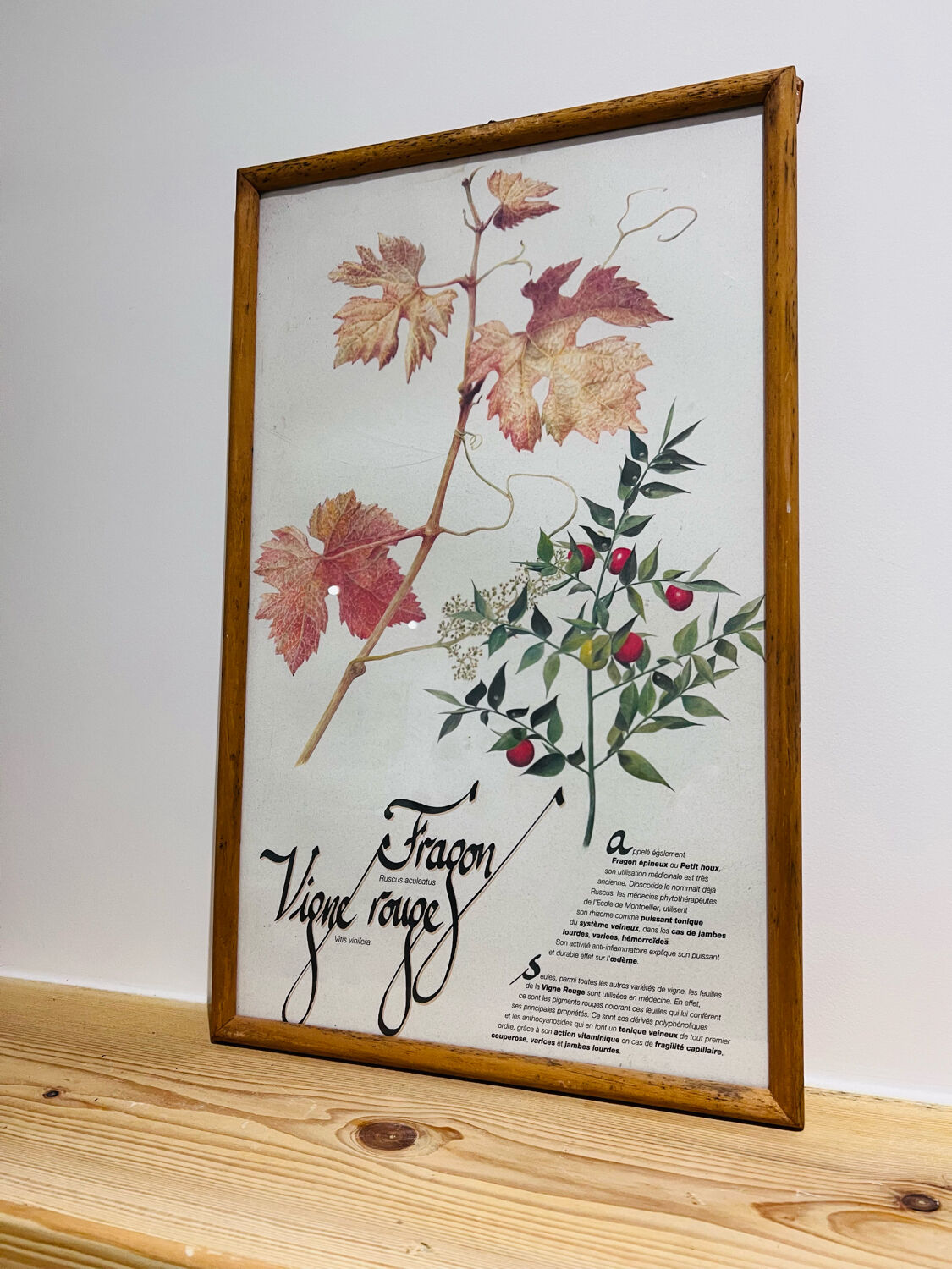 Frame pharmacy herbarium dragon and red vine