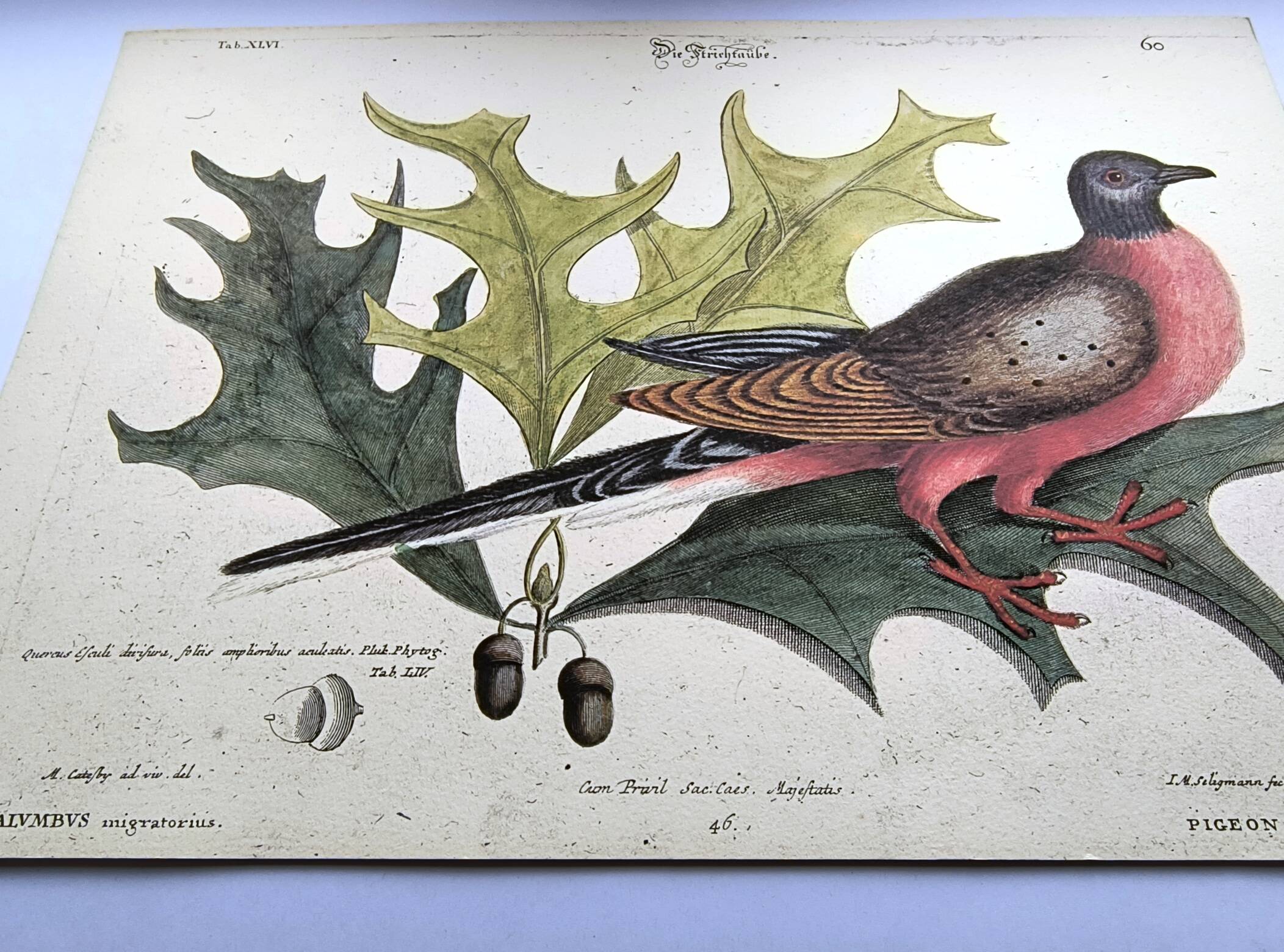 Antique bird plate - Passenger Pigeon - Zoological engraving by Seligmann