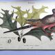 Antique bird plate - Passenger Pigeon - Zoological engraving by Seligmann