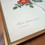 Lithograph PJ Redoute Old Rose