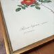 Lithograph PJ Redoute Old Rose