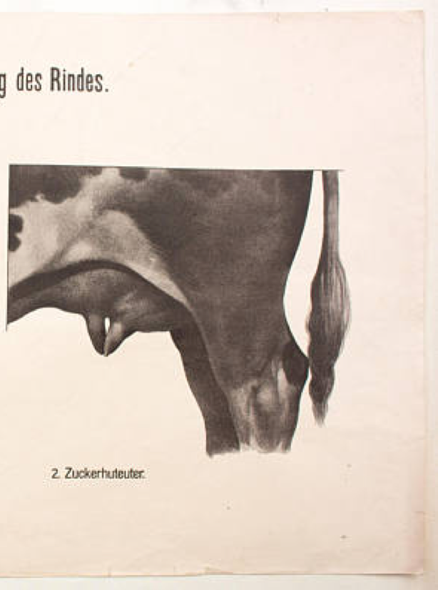 Poster by Dr. G Pusch, "Anatomy of Cows", 1901