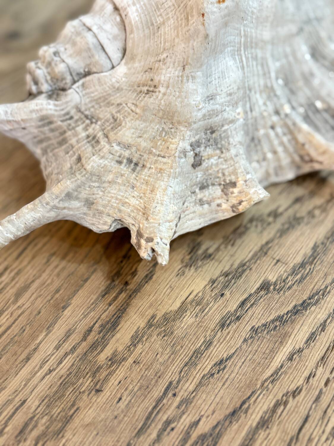 Large ancient blackcurrant shell