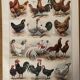 Lithograph on hens from 1921 XXXV