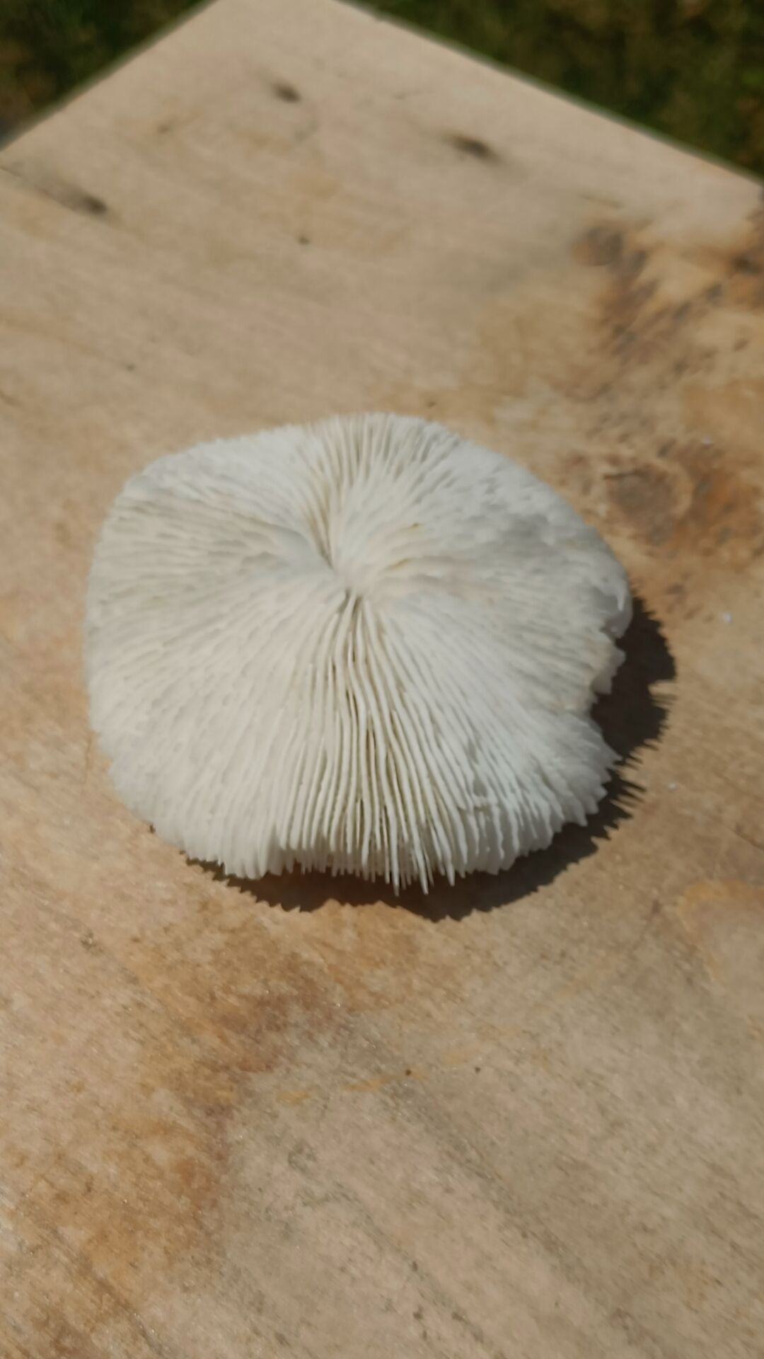 Natural round coral