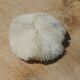 Natural round coral