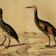 Original ornithological plate " Marouette - Caurale - &c... Buffon (1837)