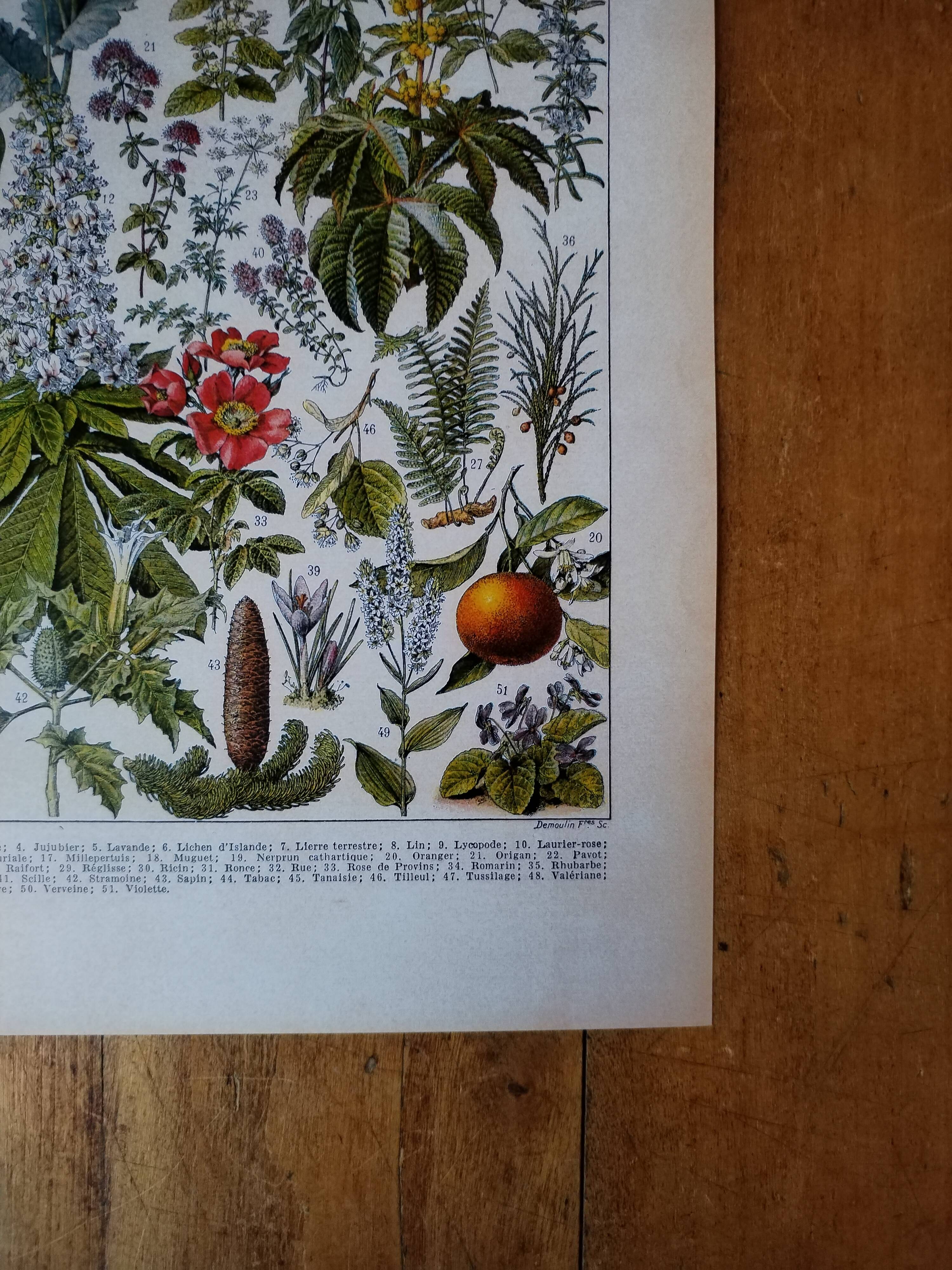 Original lithograph on medicinal plants (2)