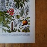 Original lithograph on medicinal plants (2)