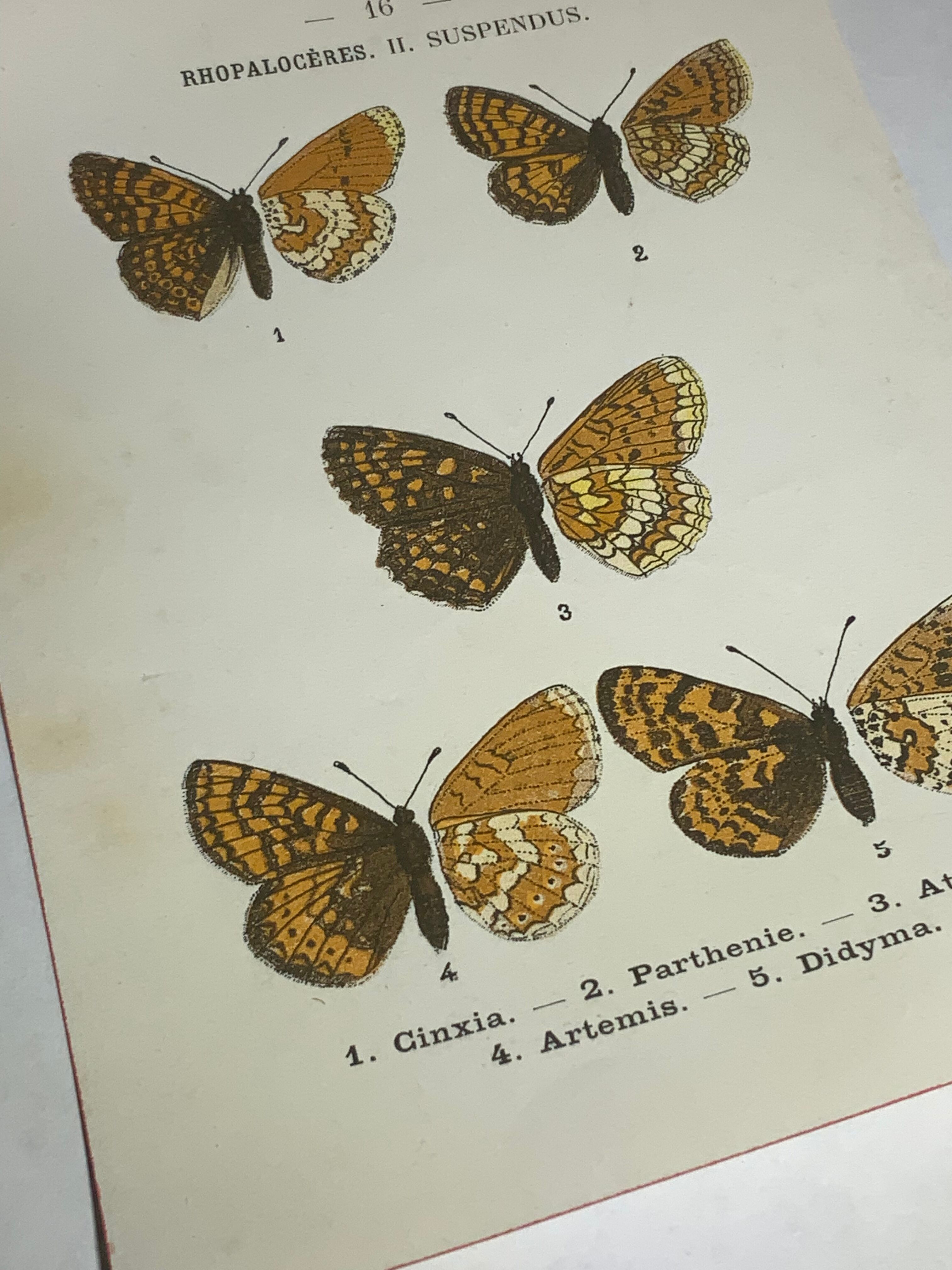 Vintage botanical plate antique butterfly engraving 1903 double-sided G. Denise