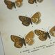 Vintage botanical plate antique butterfly engraving 1903 double-sided G. Denise