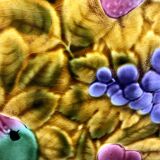 Sarreguemines slushie dish