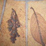 Coffee table round tile herbarium 1960