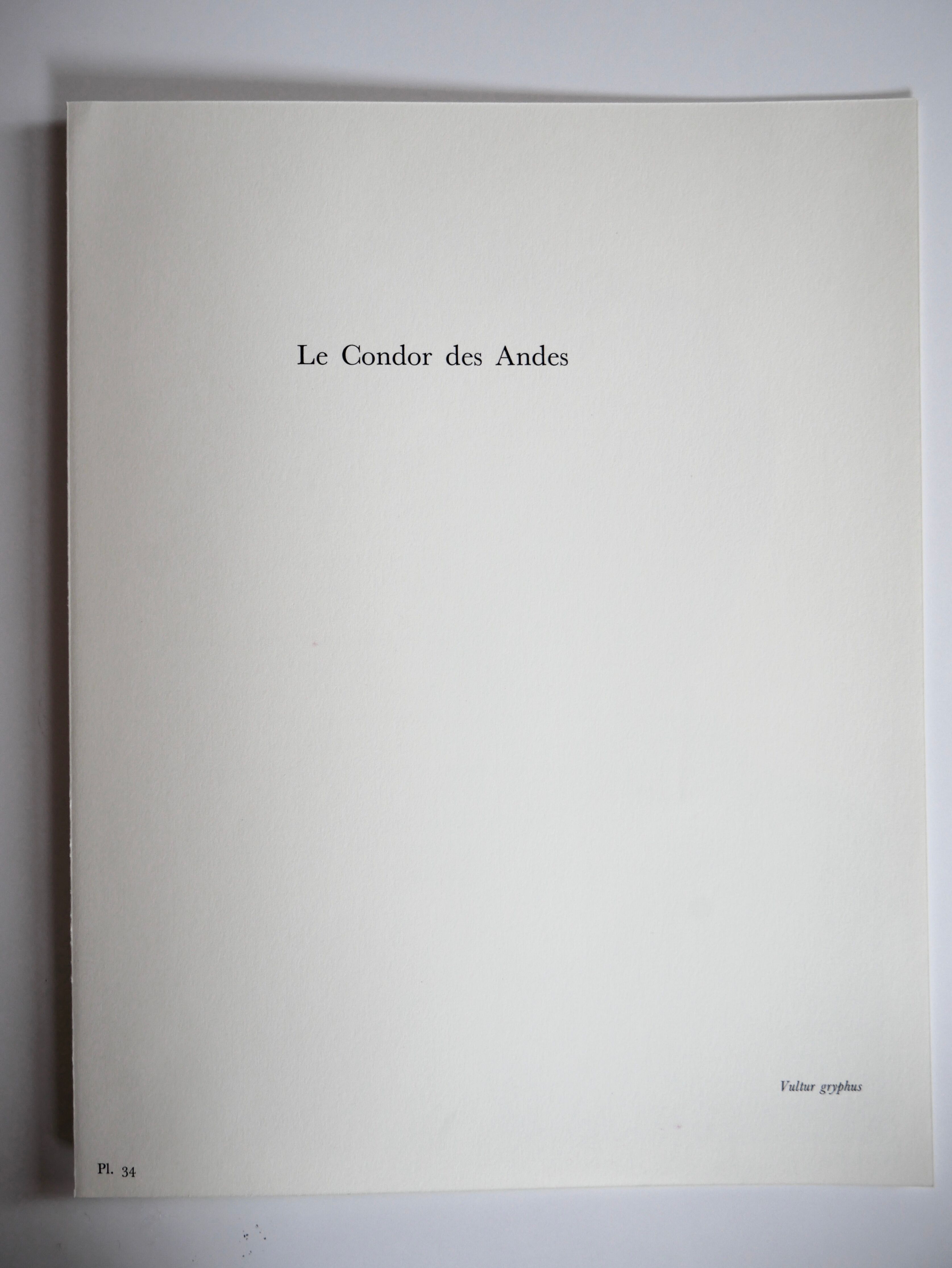 Ornithological board The condor of the Andes