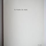 Ornithological board The condor of the Andes