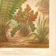 Botanical engraving from 1889 - Ferns by A. Lefevre - old plate