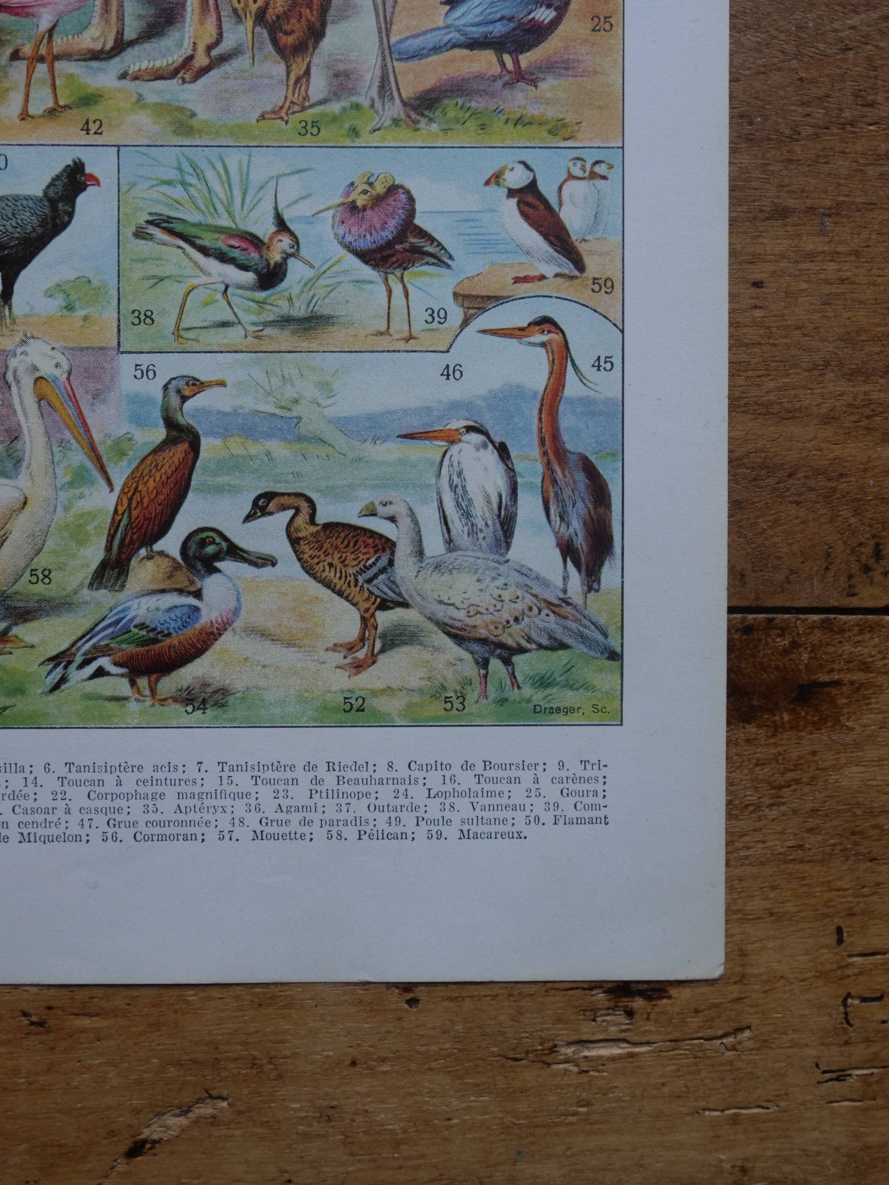 Original lithographs on birds