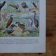 Original lithographs on birds