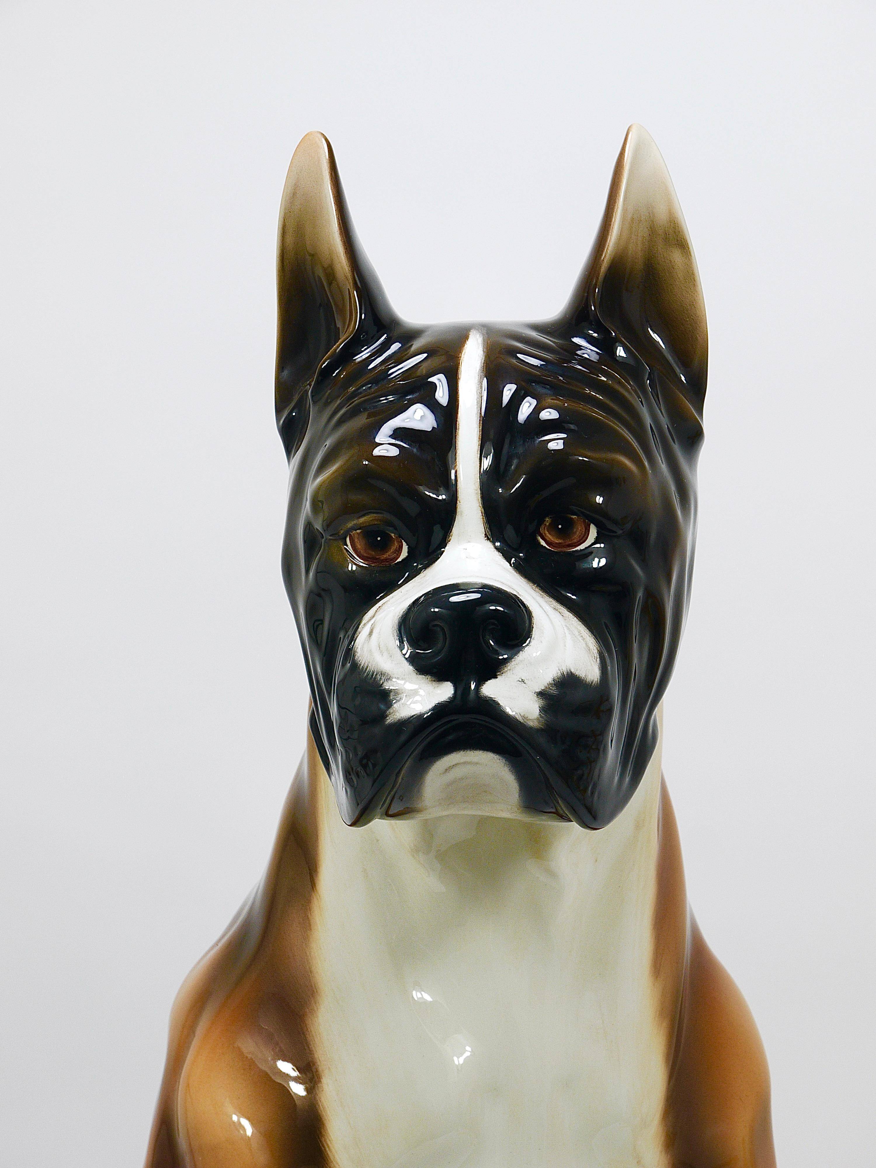 Life-size boxer dog statue in majolica, glazed ceramic, Italy, 1970s.