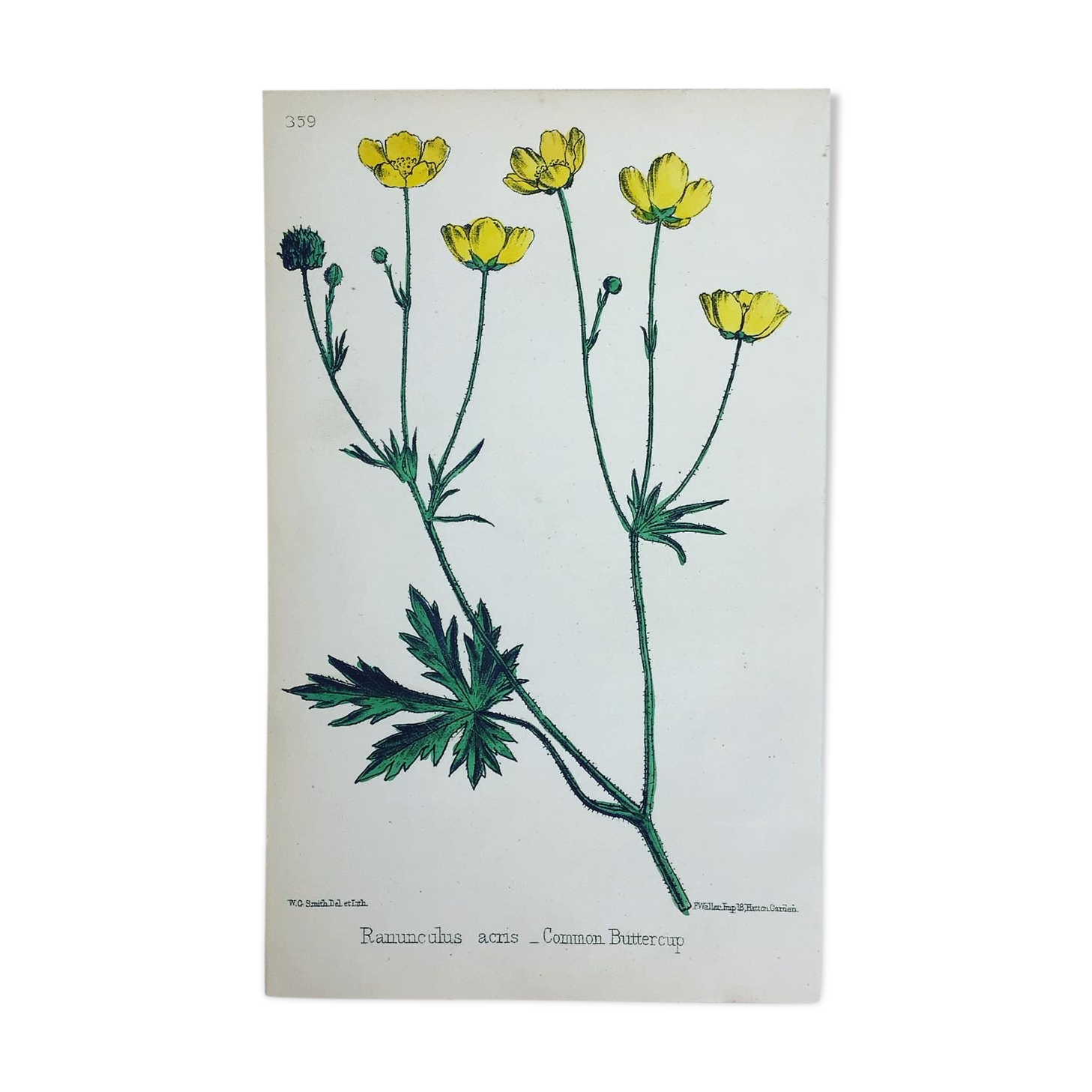 Original botanical plank 1878