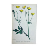Original botanical plank 1878