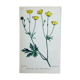 Planche botanique originale 1878