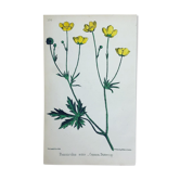 Original botanical plank 1878