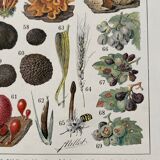 Old illustration Millot "Mushrooms"