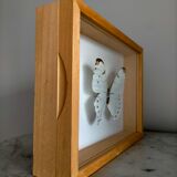 Framed Butterfly