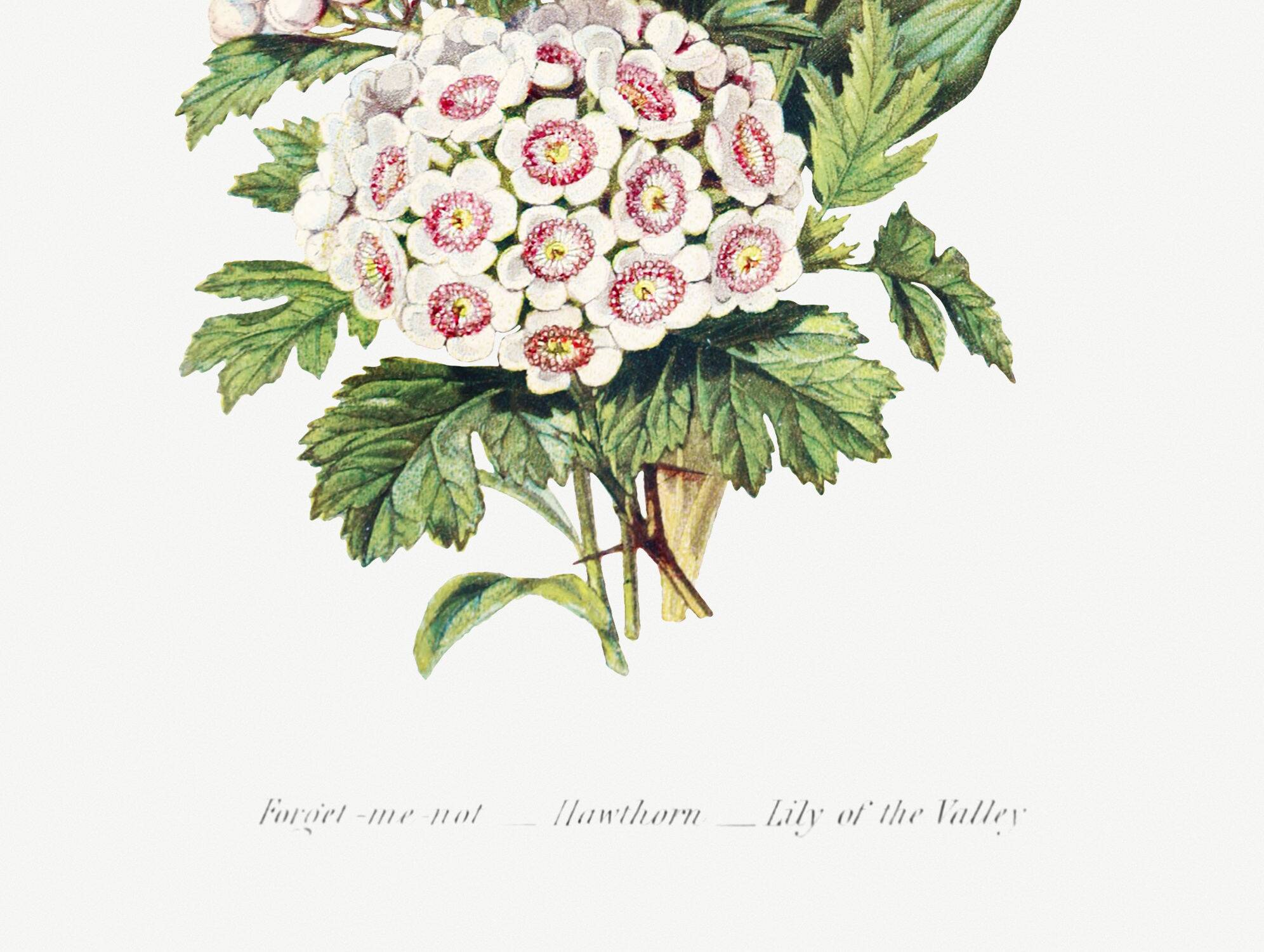 Poster about “lily of the valley, forget-me-not and hawthorn”