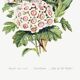 Poster about “lily of the valley, forget-me-not and hawthorn”