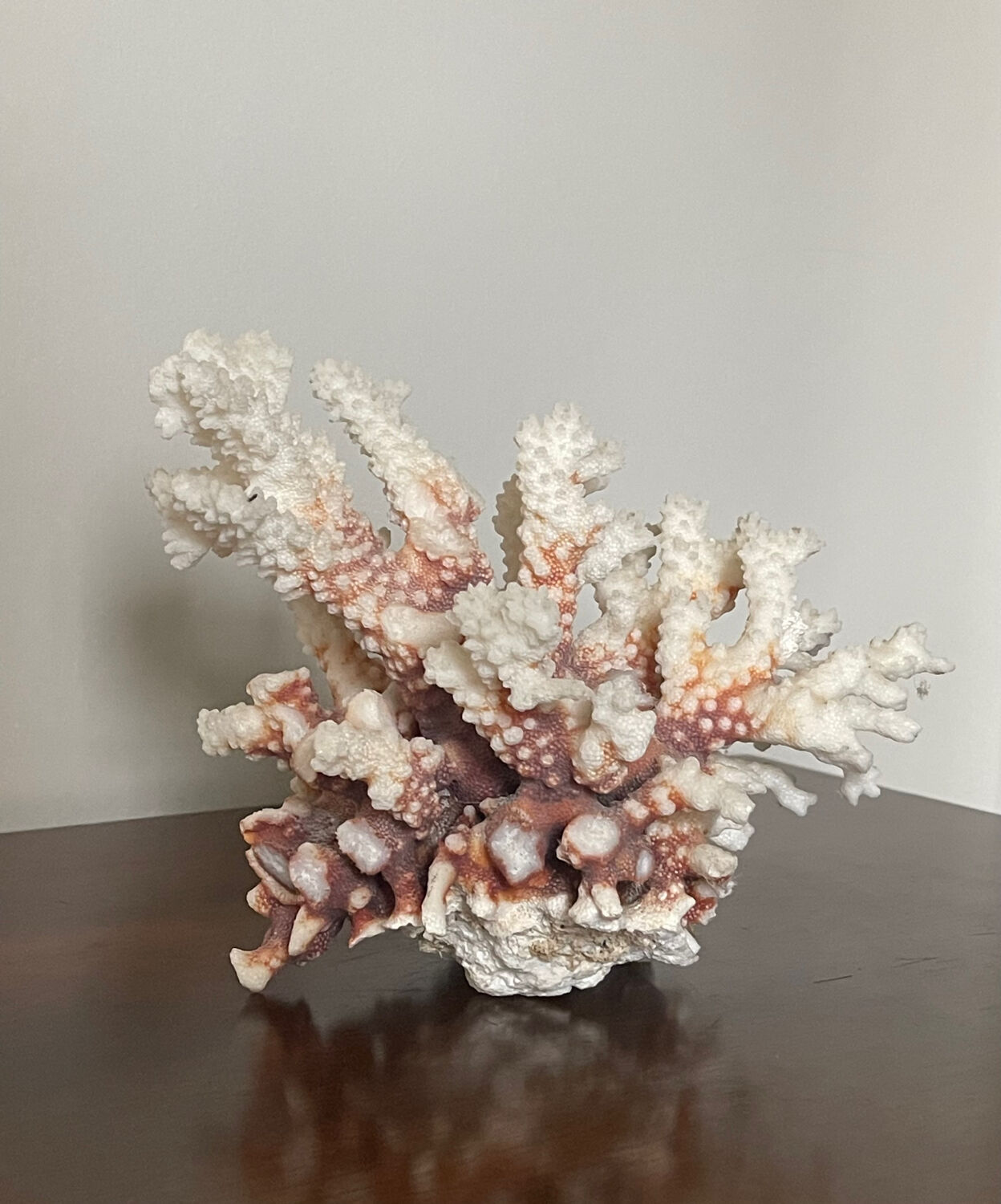 Natural branching coral.