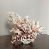 Natural branching coral.