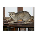 Chat sauvage branché sur écusson