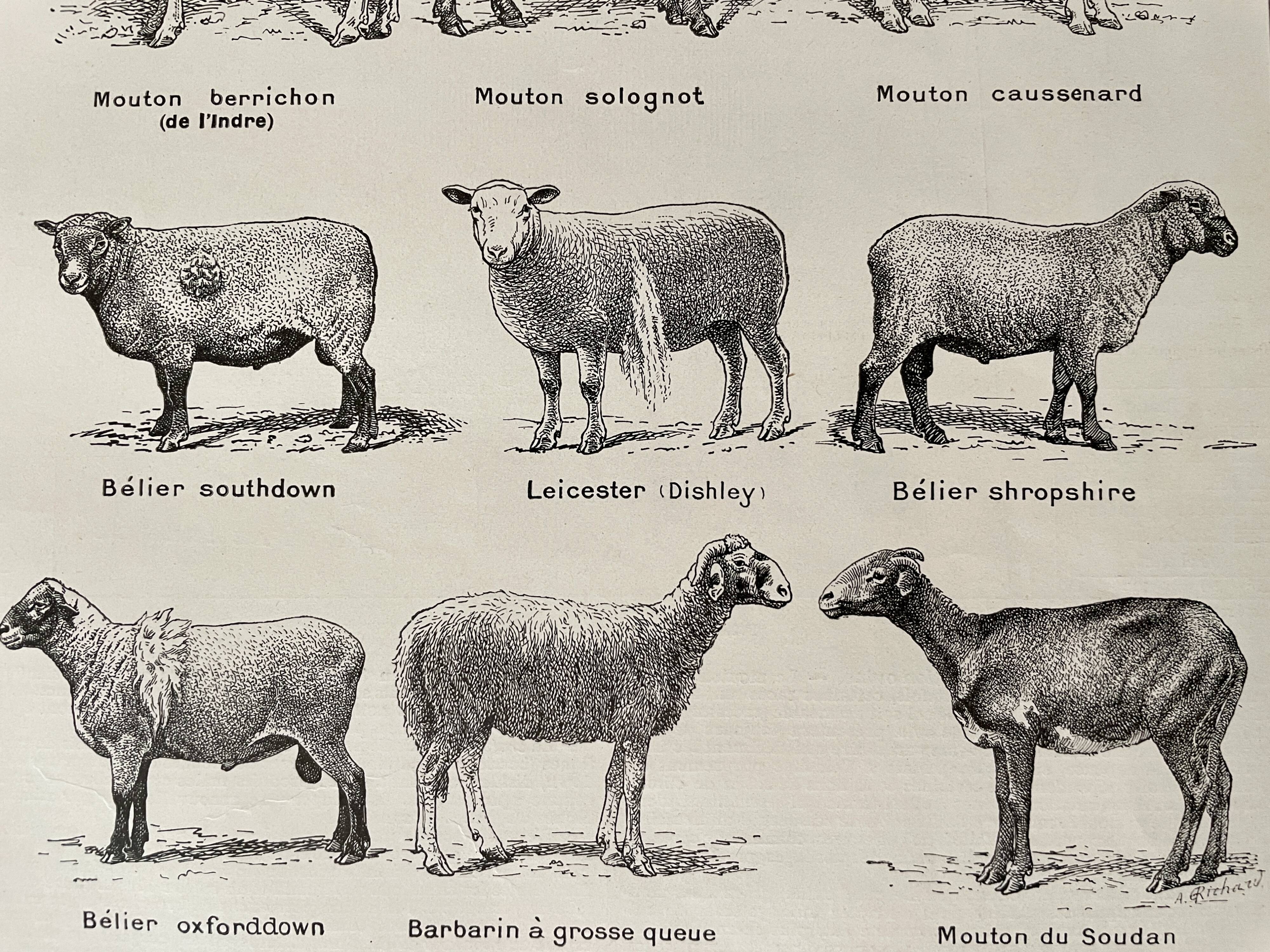 Lithograph on sheep - 1920