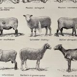 Lithograph on sheep - 1920