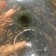 Bubble glass soliflore vase signed Biot 1960-1970