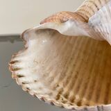Coquillage de mer Tonna Galea vintage