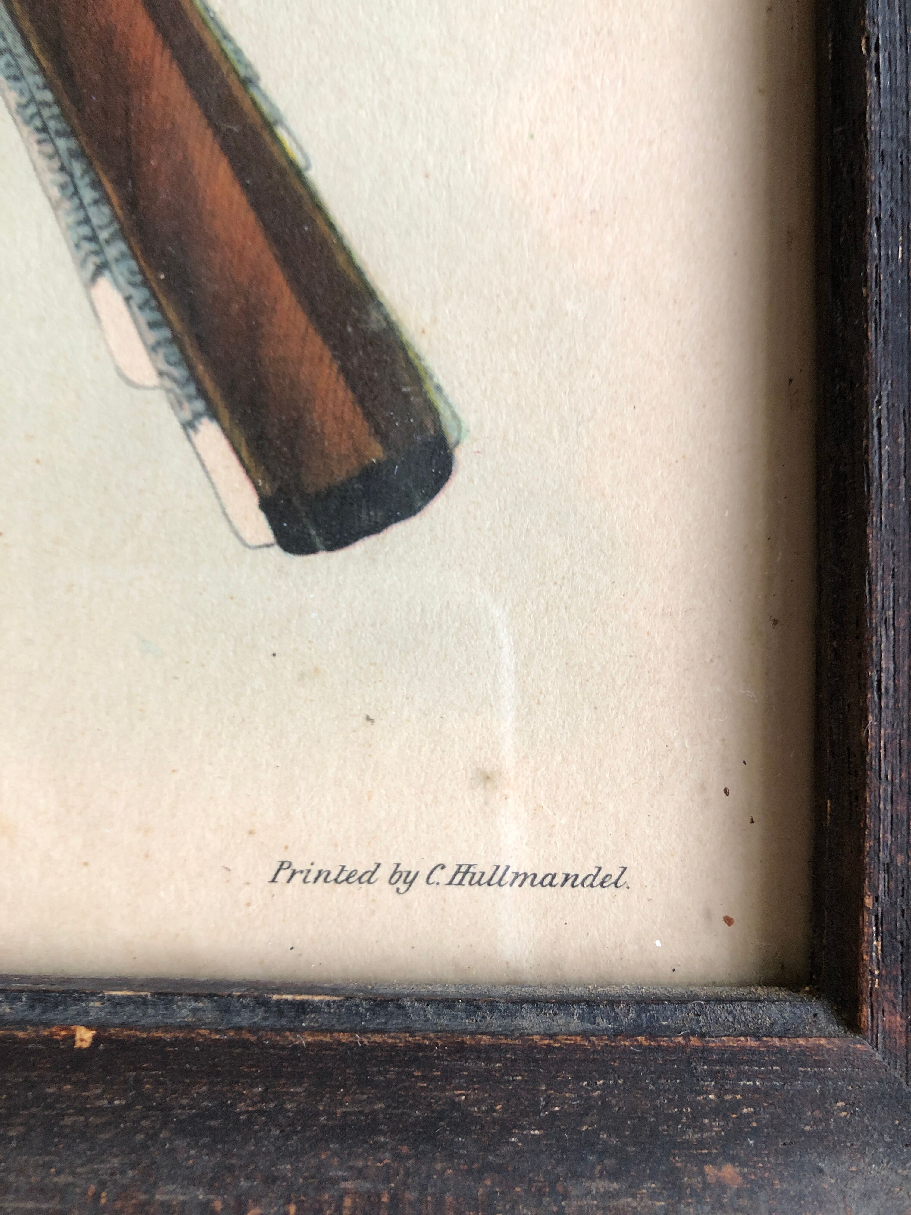 Bird engraving "trogon collaris"