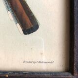 Bird engraving "trogon collaris"