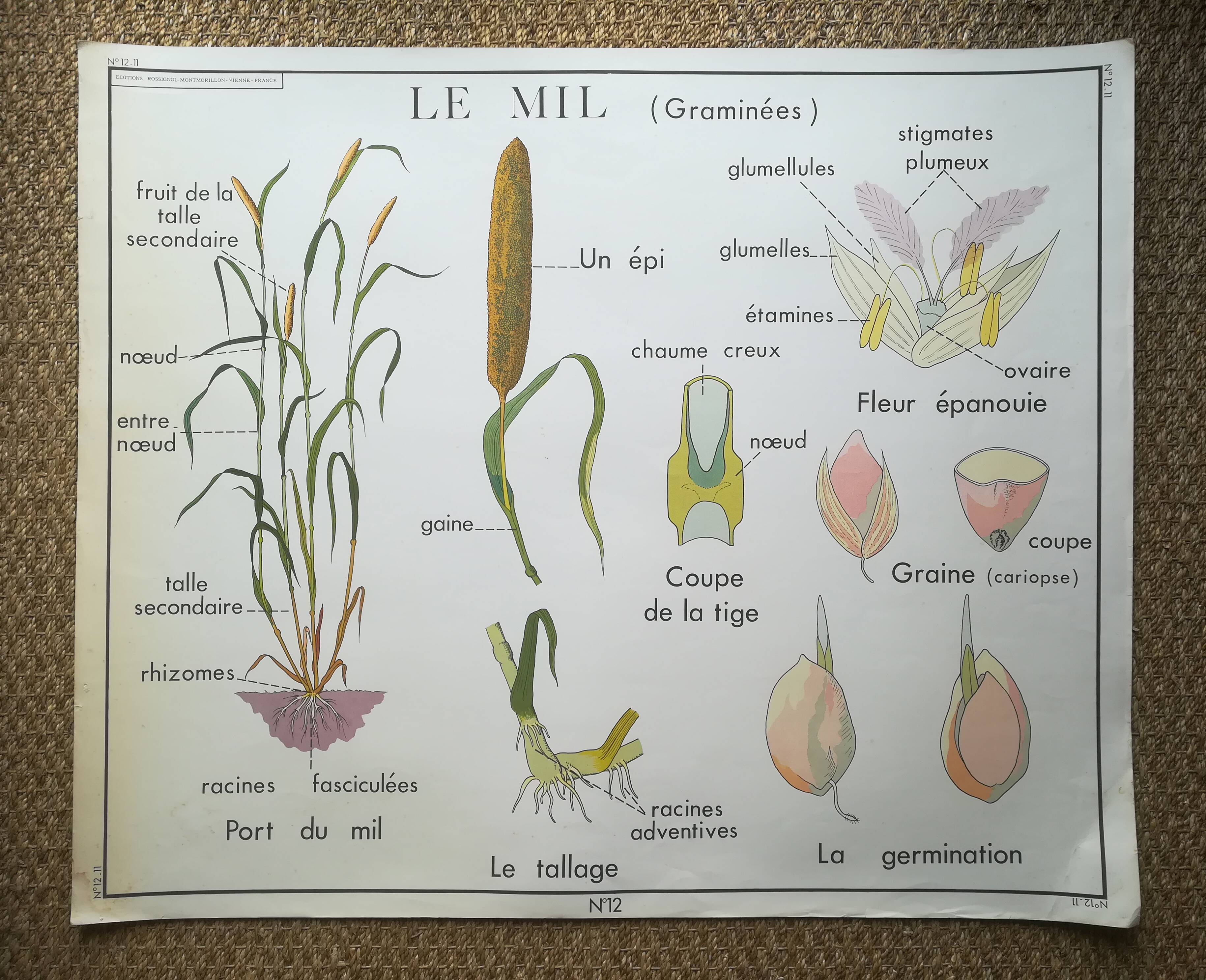 Affiche pédagogique Rossignol "Le maïs et le mil" vintage.
