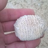 Ensemble de 7 corail blanc vintage