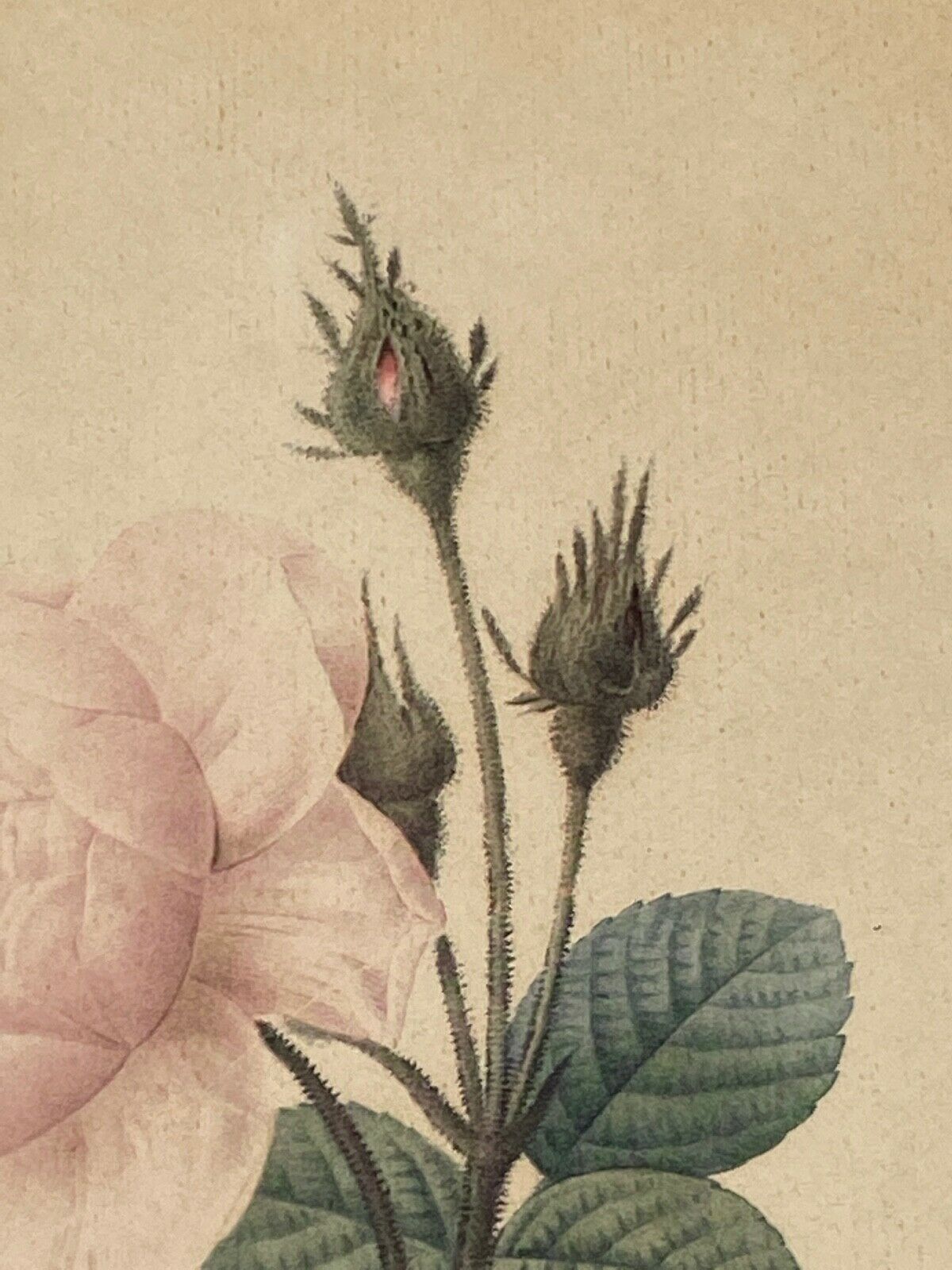 Lithographie rosier redoute Langlois Remond mousseux a fleurs blanches