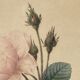 Lithographie rosier redoute Langlois Remond mousseux a fleurs blanches